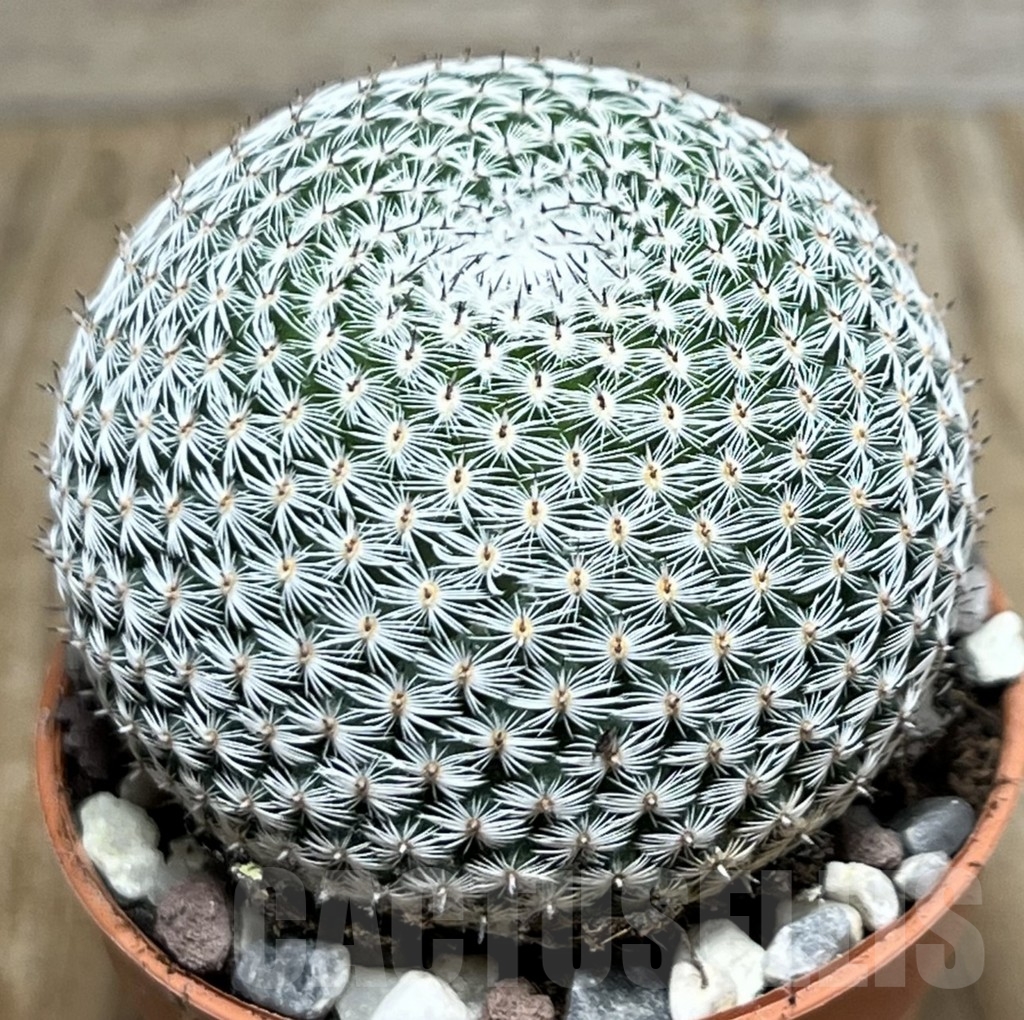 SHPR20335 Mammillaria microthele v. superfina
