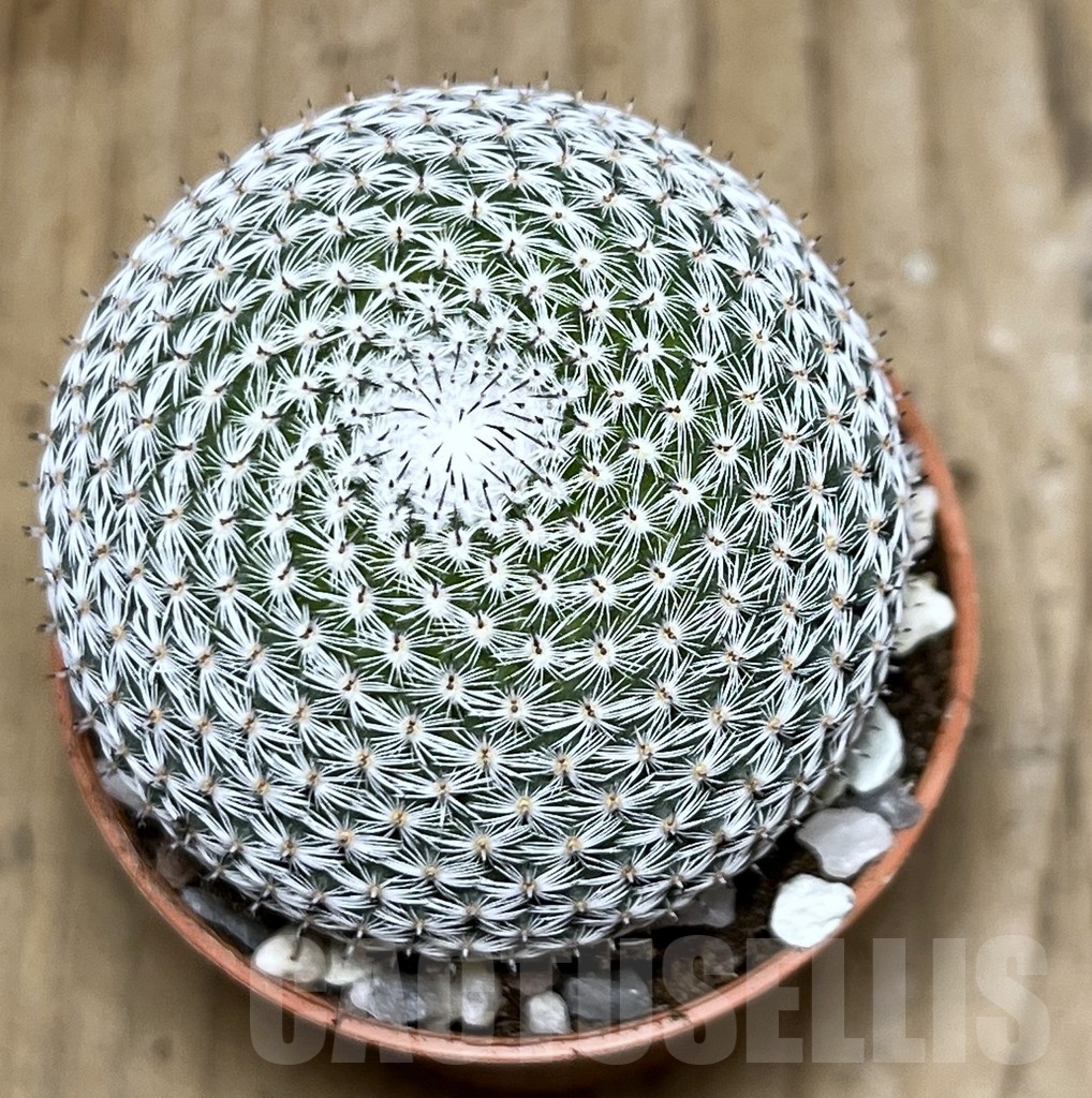 SHPR20335 Mammillaria microthele v. superfina - immagine 2