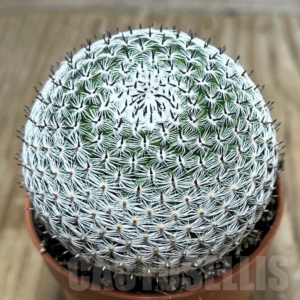 SHPR20336 Mammillaria microthele v. superfina
