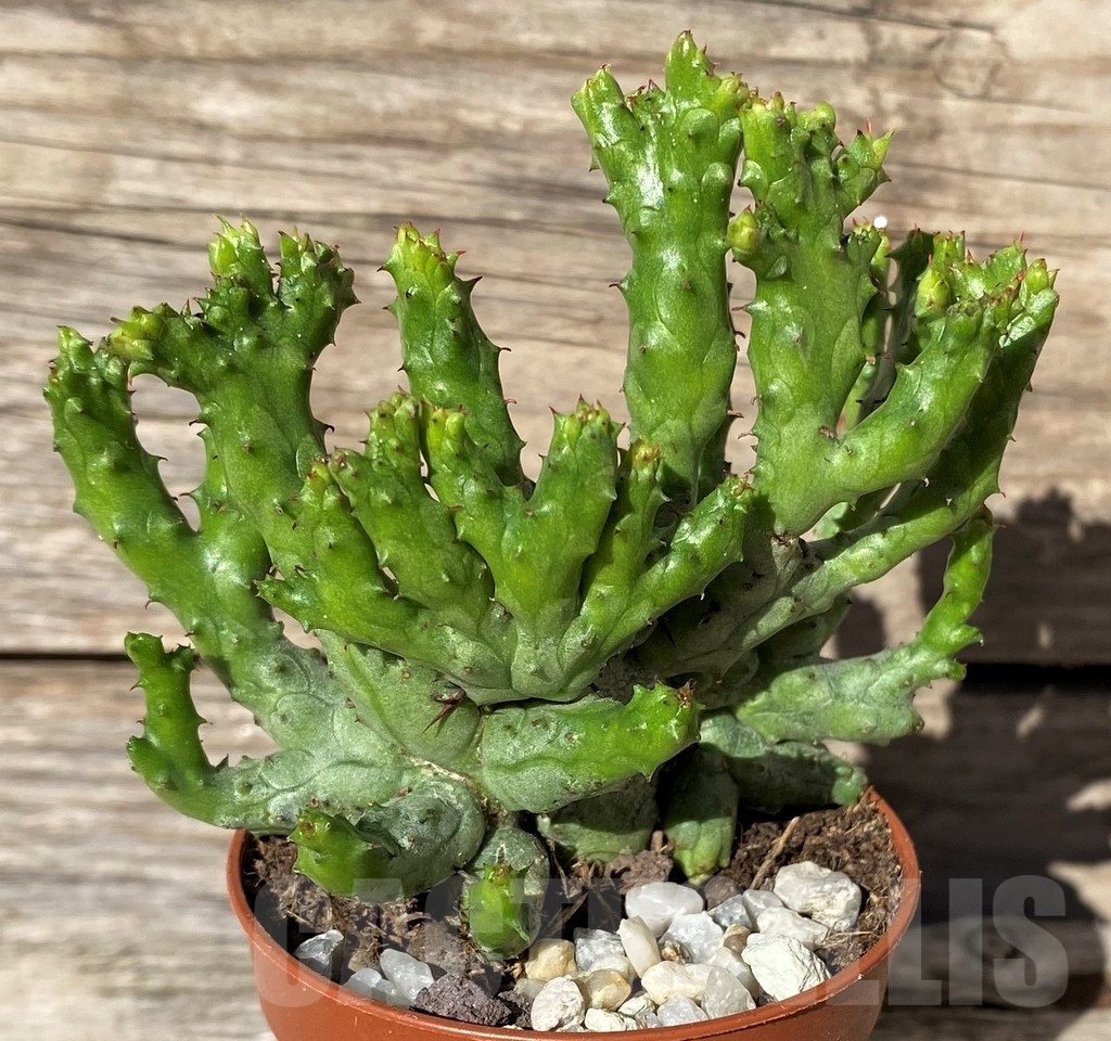 SHPR20287 Euphorbia enopla 'Coral' f. cristata