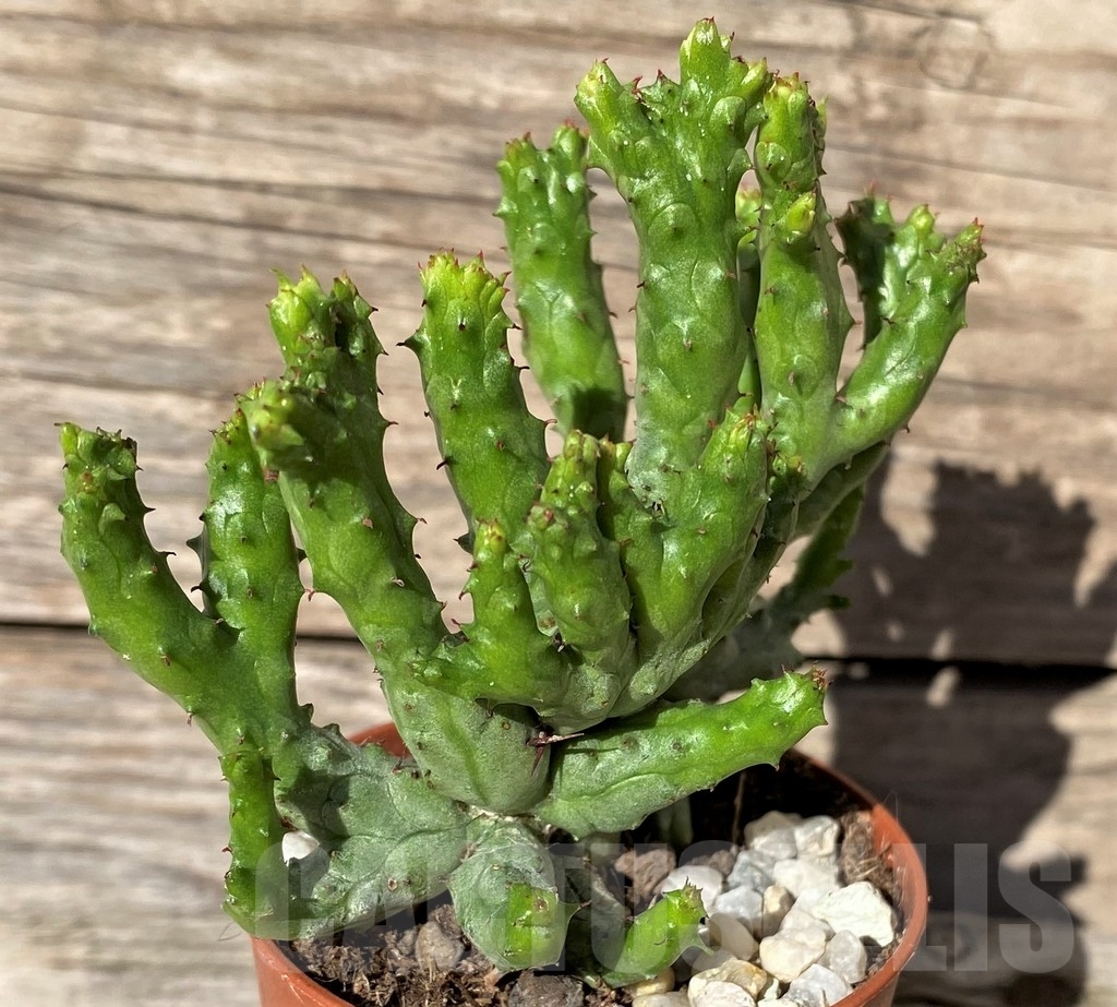 SHPR20287 Euphorbia enopla 'Coral' f. cristata - Зображення 2