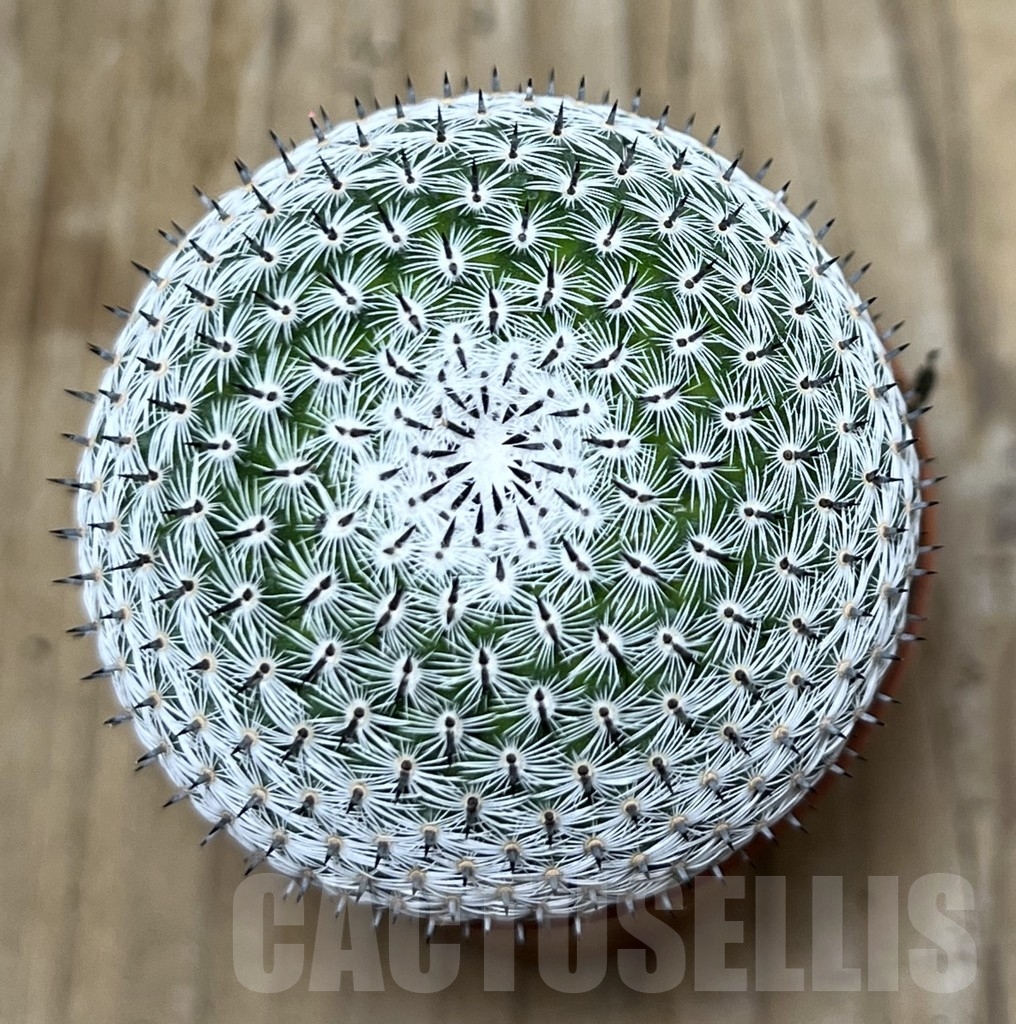 SHPR20336 Mammillaria microthele v. superfina - Image 2