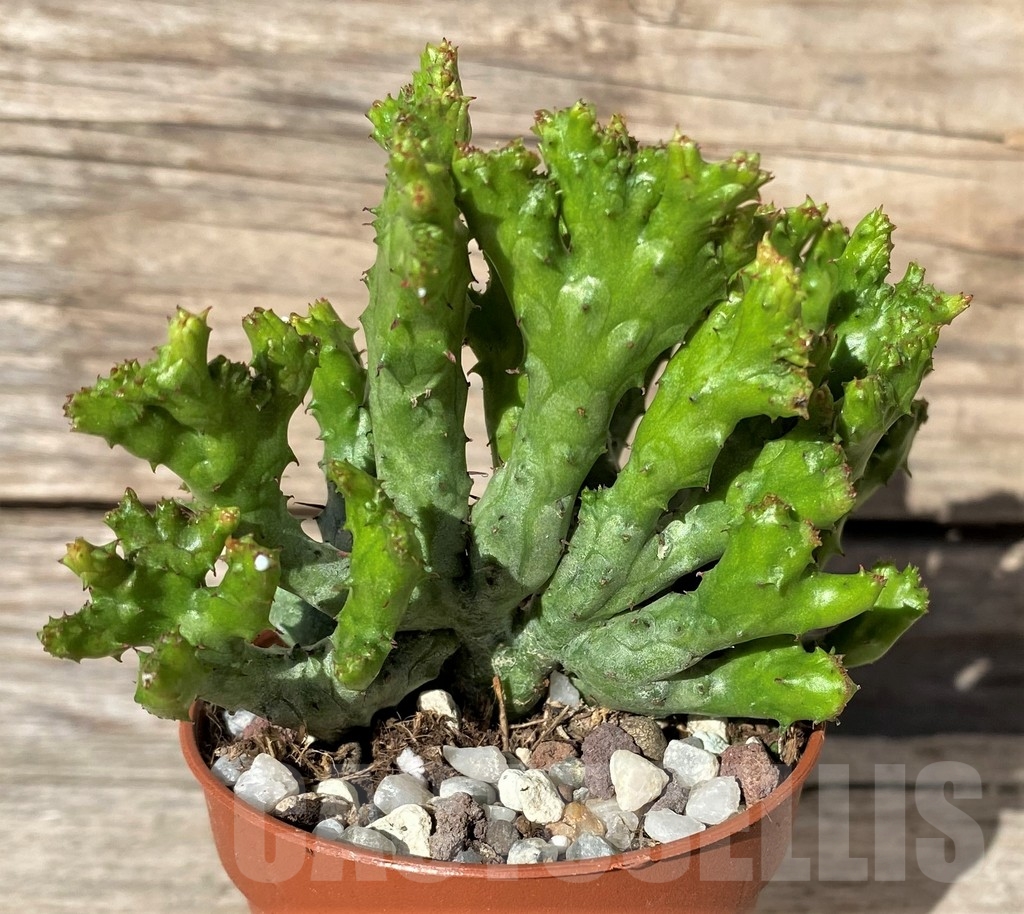 SHPR20288 Euphorbia enopla 'Coral' f. cristata