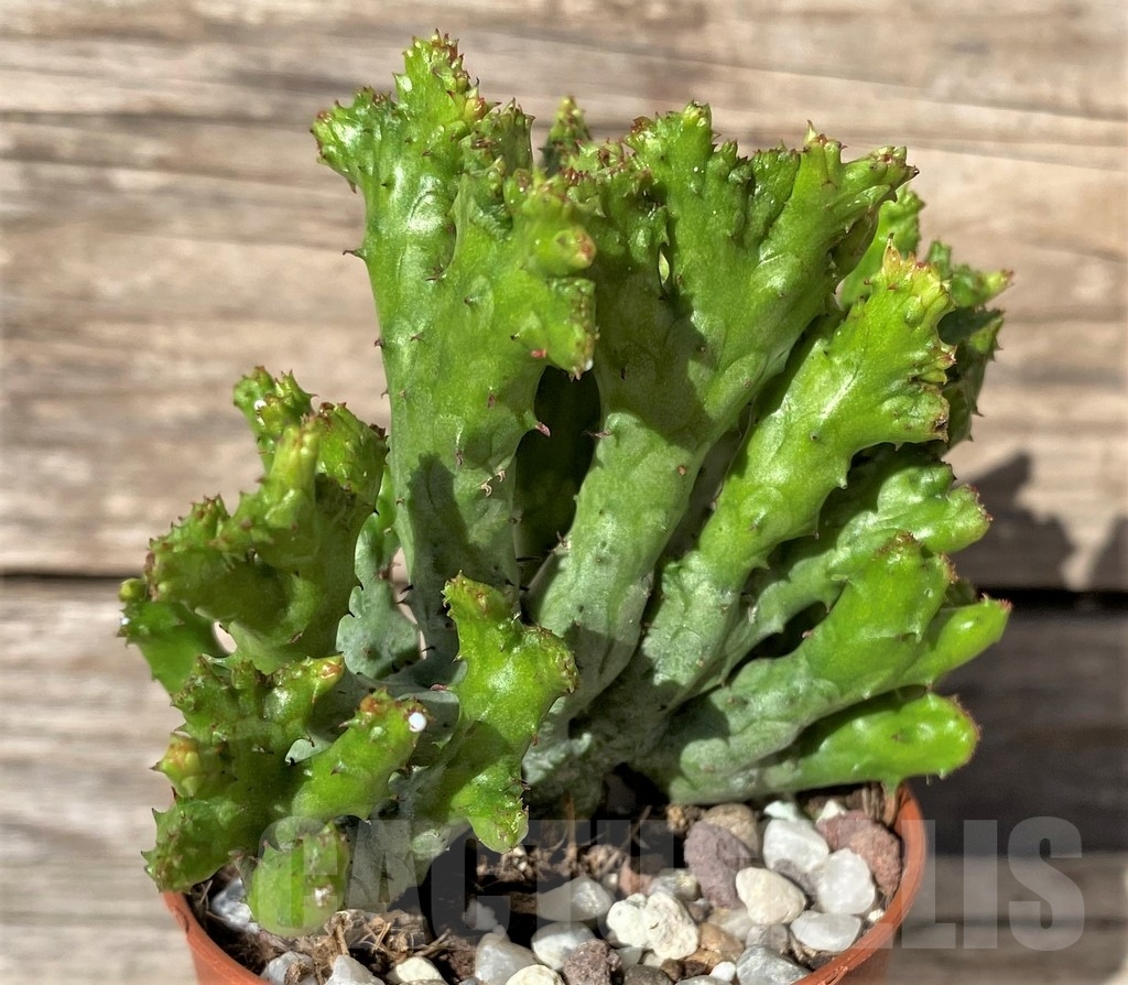 SHPR20288 Euphorbia enopla 'Coral' f. cristata - immagine 2
