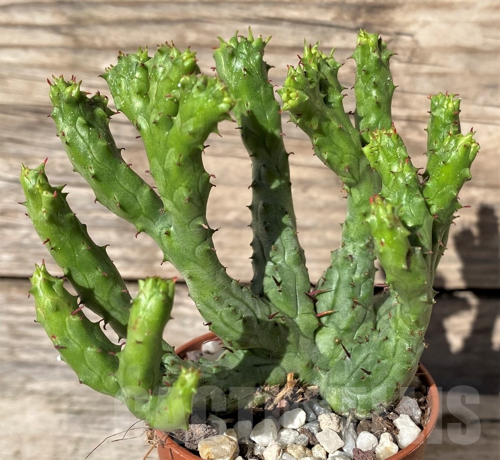 SHPR20289 Euphorbia enopla 'Coral' f. cristata