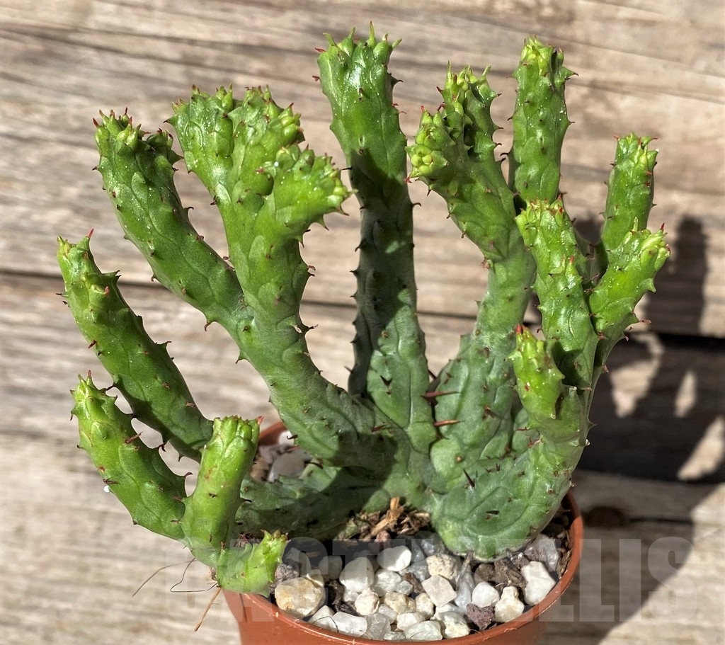 SHPR20289 Euphorbia enopla 'Coral' f. cristata - immagine 2