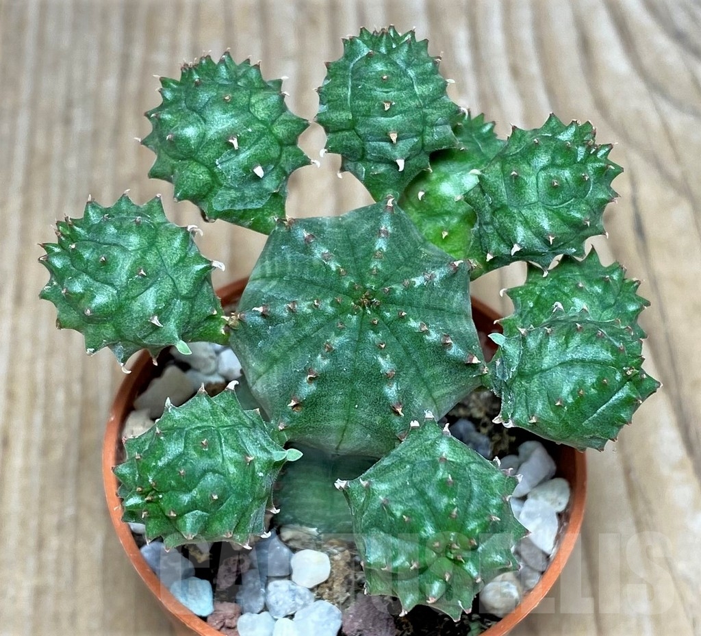 SHPR20348 Euphorbia obesa x globosa