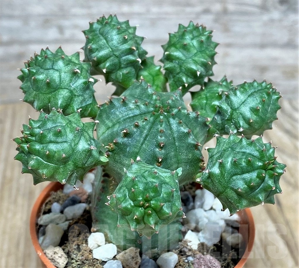 SHPR20348 Euphorbia obesa x globosa - Image 2