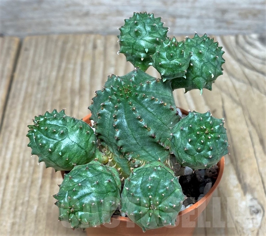 SHPR20348 Euphorbia obesa x globosa - Image 3