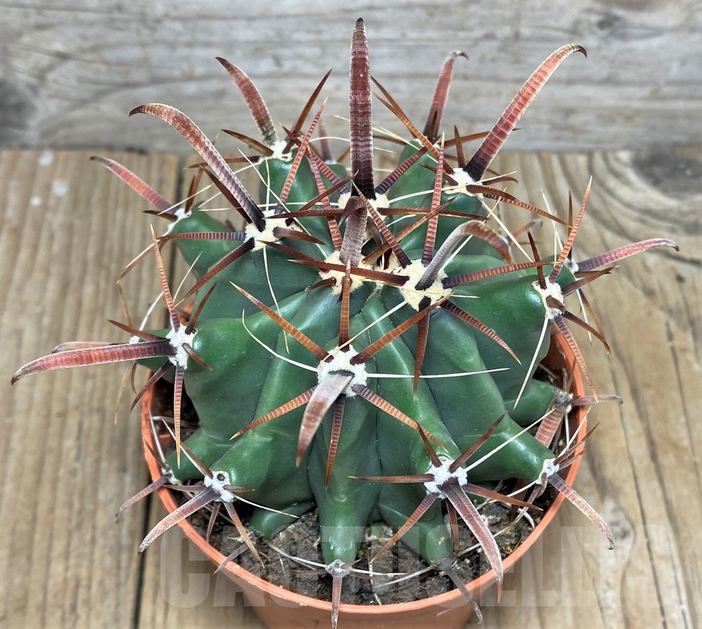 SHPR20349 Ferocactus stainesii