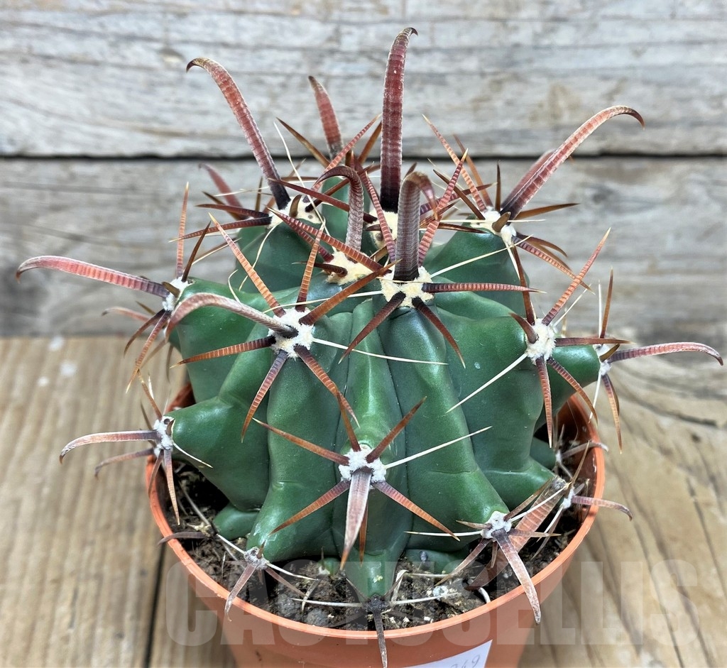 SHPR20349 Ferocactus stainesii - Image 2