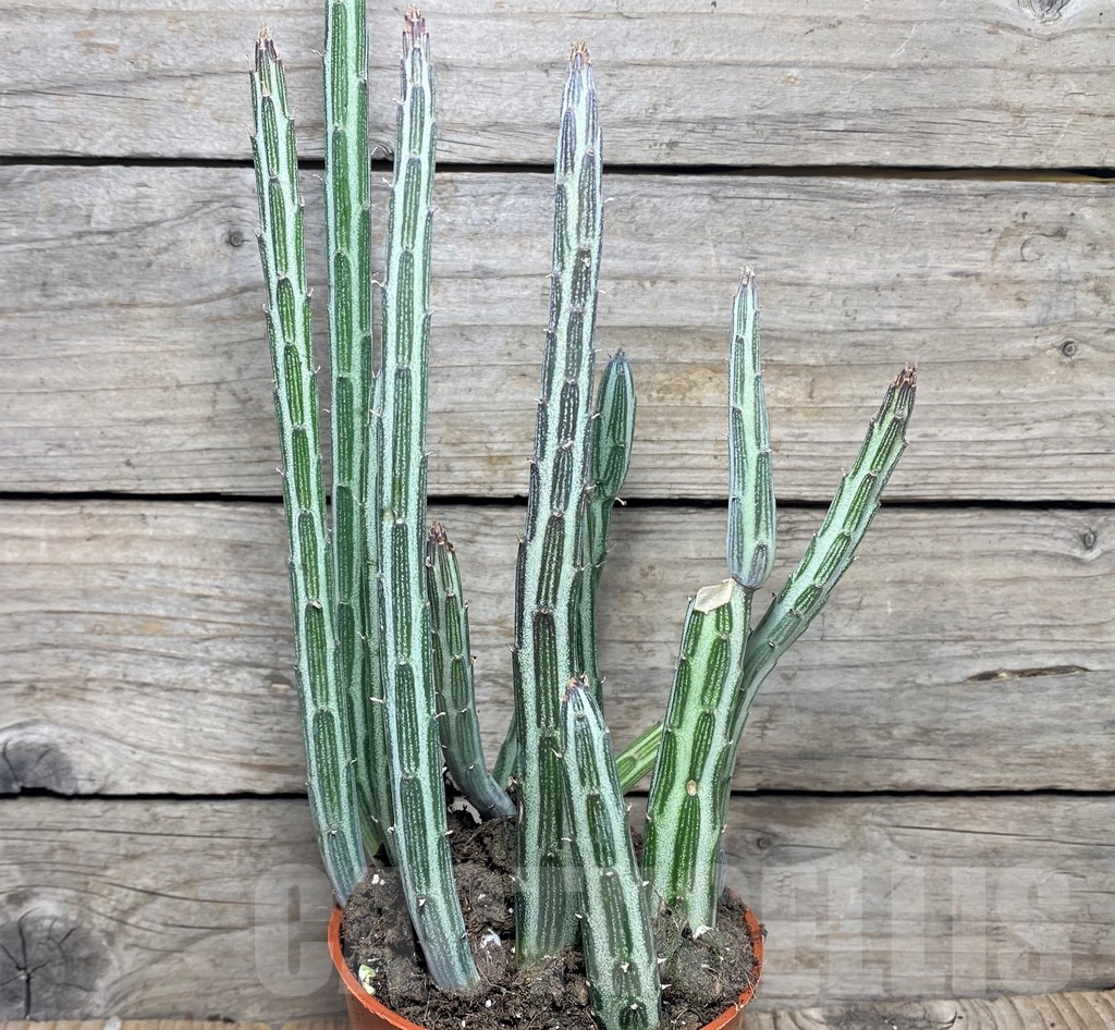 SHPR20352 Senecio stapeliiformis - Image 2