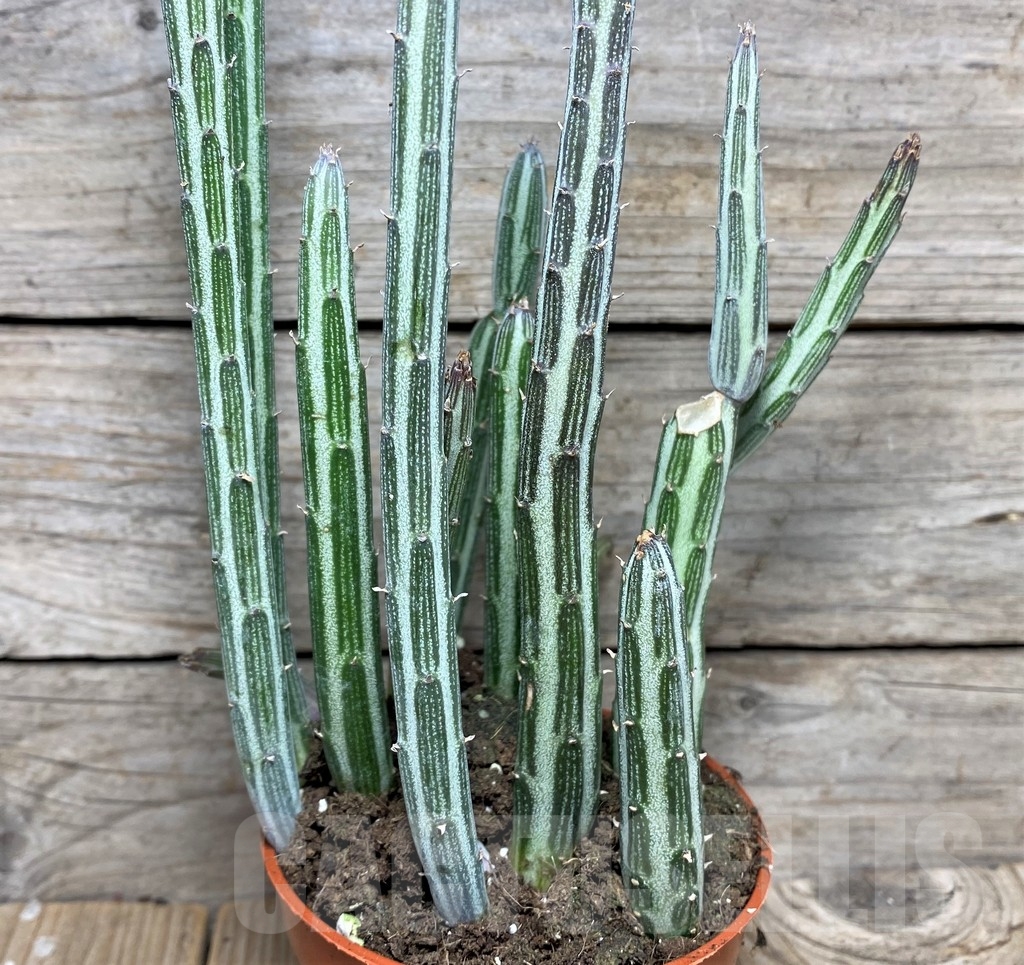SHPR20352 Senecio stapeliiformis