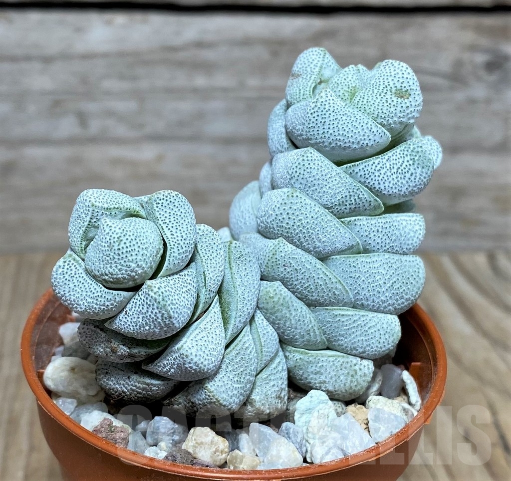 SHPR20353 Crassula deceptor