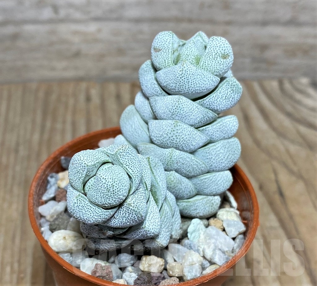 SHPR20353 Crassula deceptor - Image 2