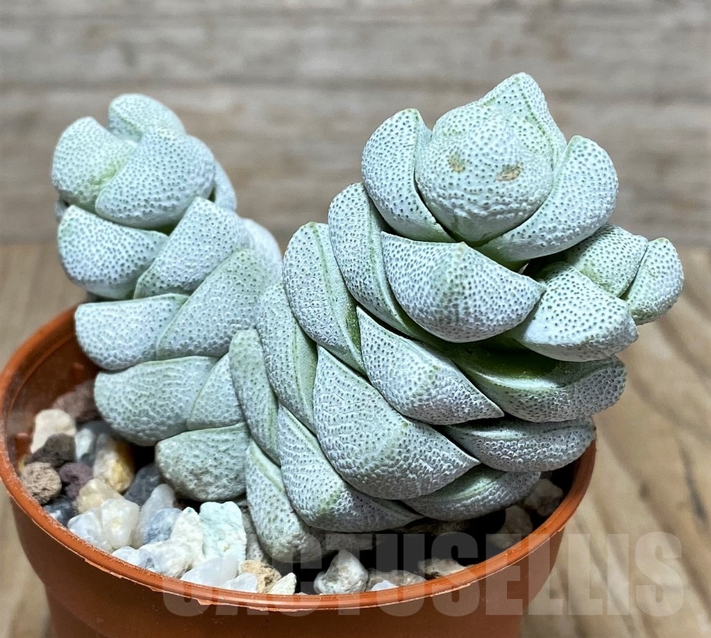 SHPR20353 Crassula deceptor - Image 3