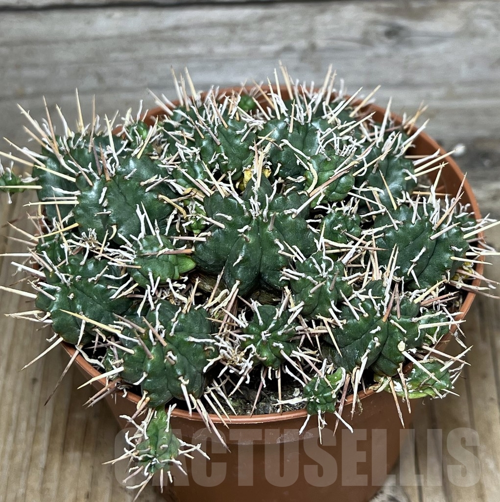 SHPR20345 Euphorbia pulvinata