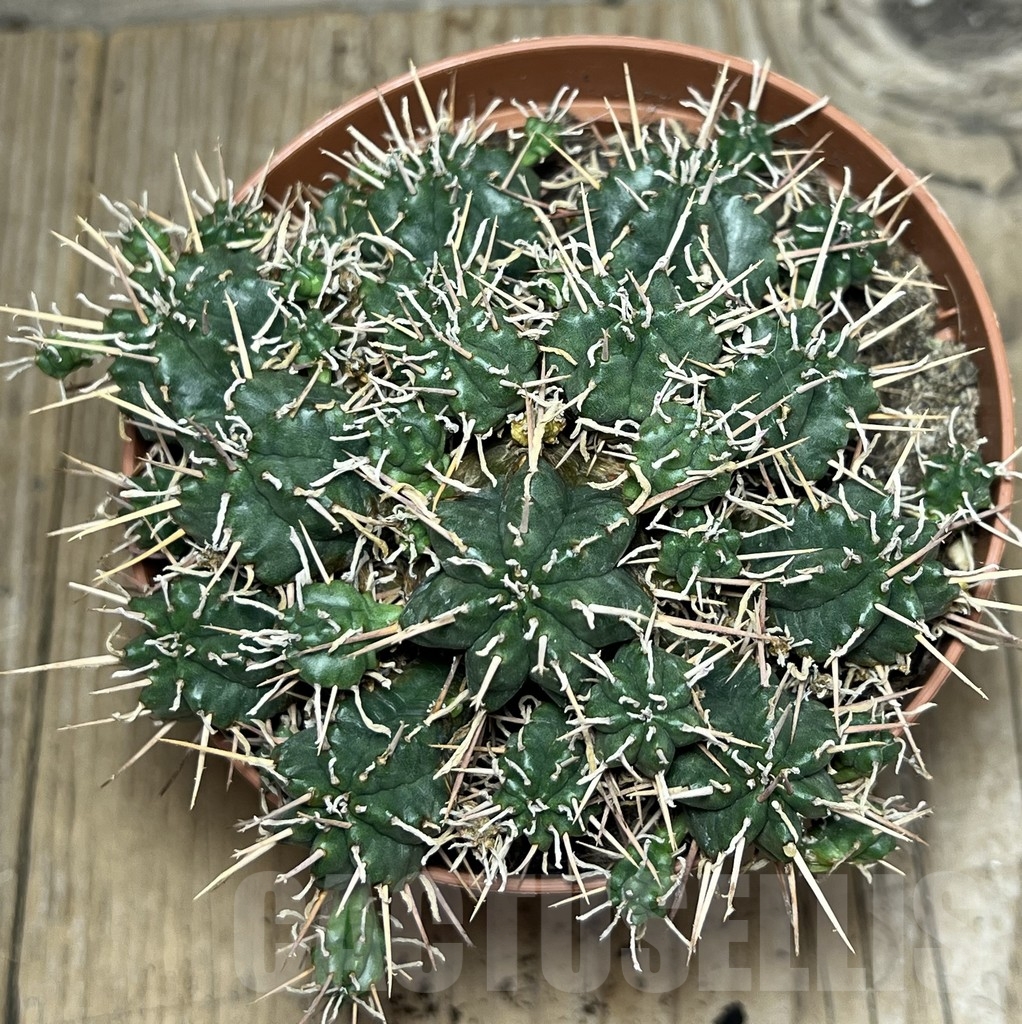 SHPR20345 Euphorbia pulvinata - Зображення 2