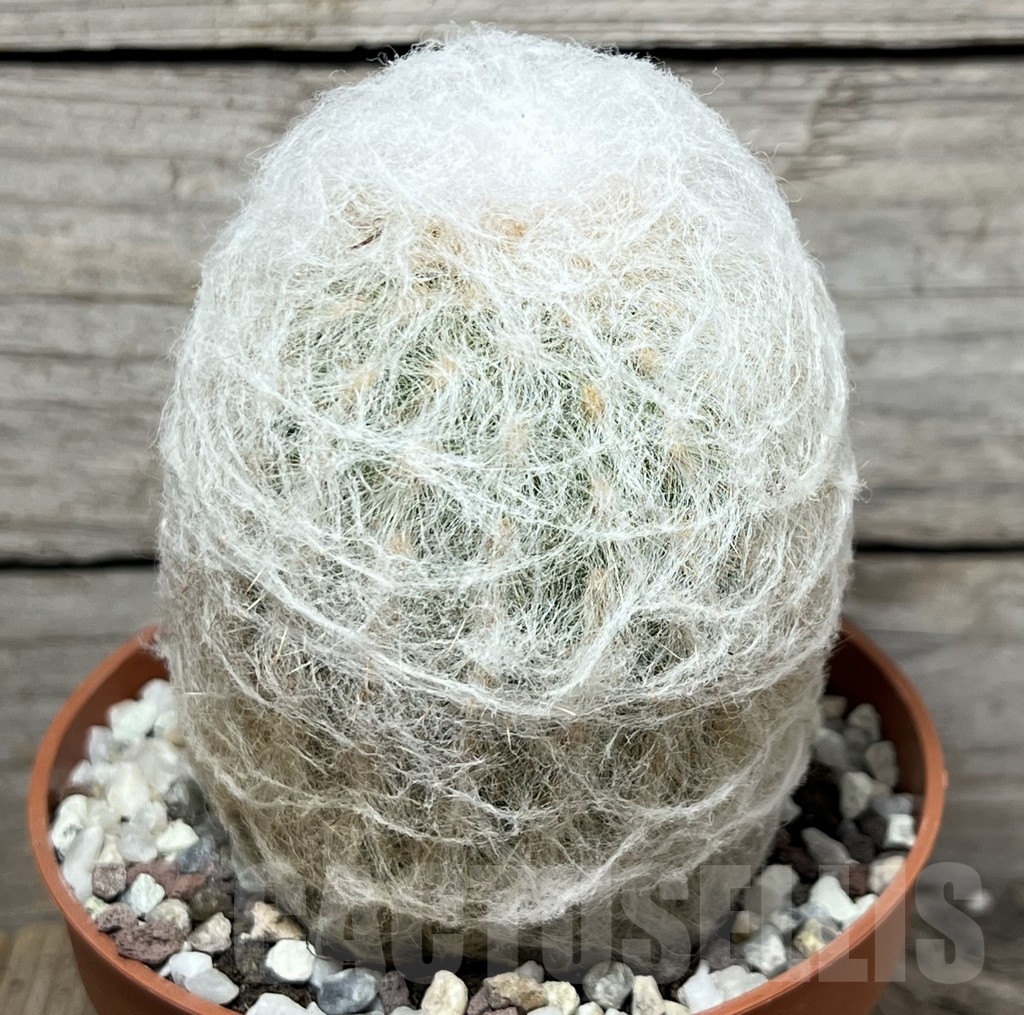 SHPR20347 Oreocereus trollii - Image 2