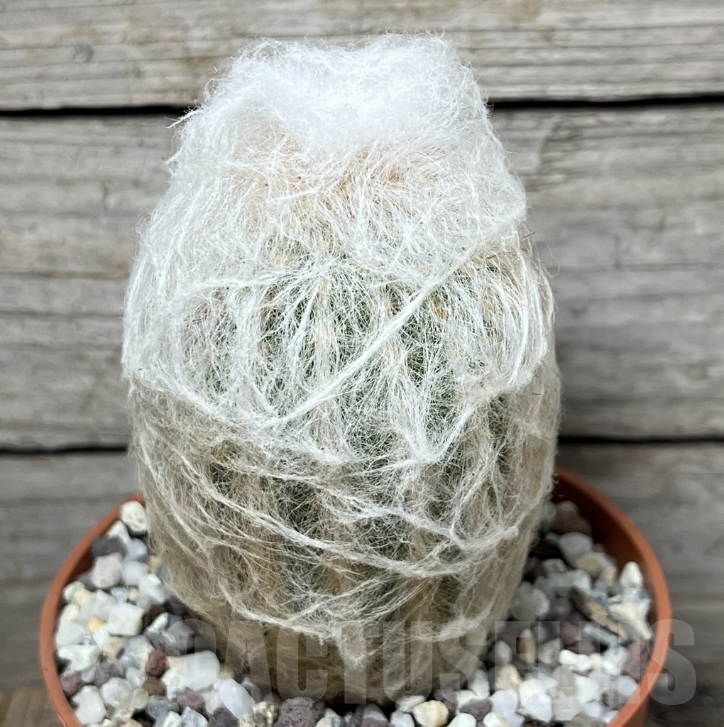 SHPR20347 Oreocereus trollii