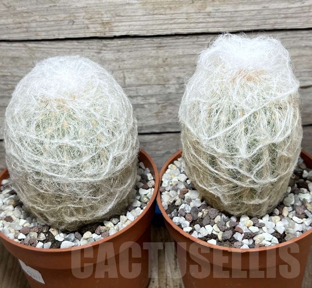 SHPR20347 Oreocereus trollii - Image 3