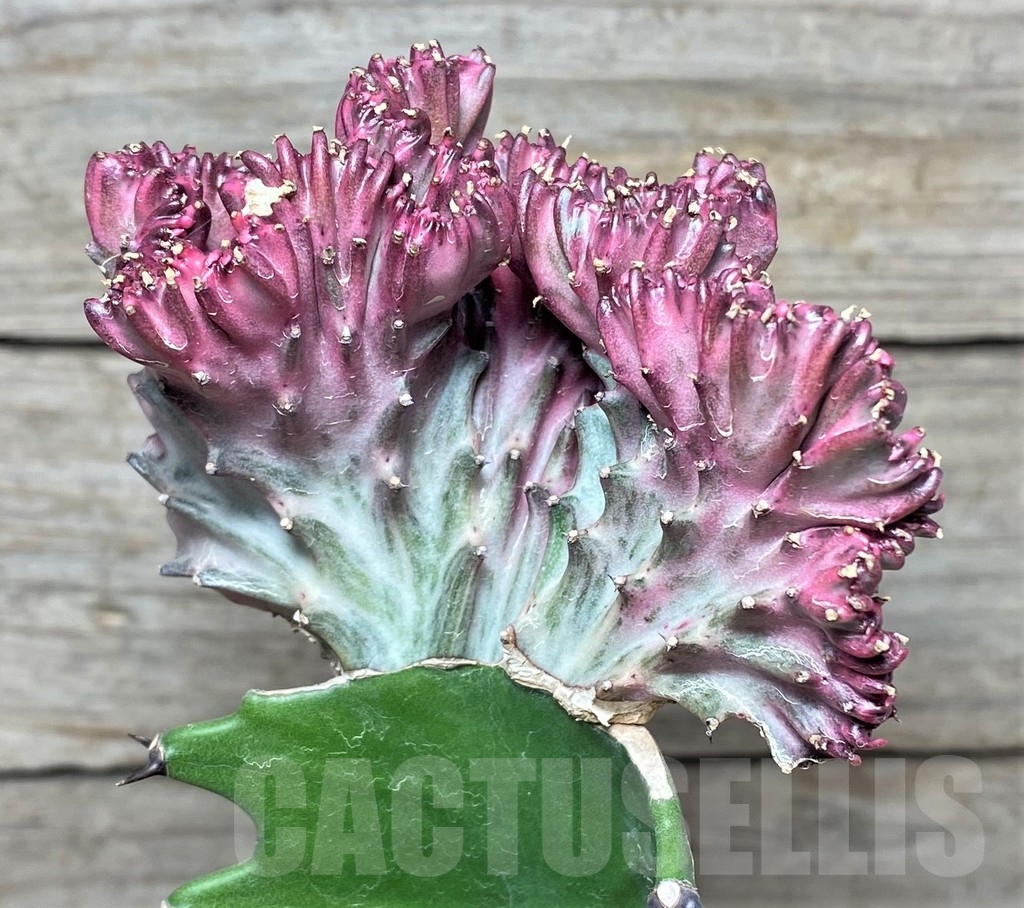 SHPR20402 Euphorbia lactea f. cristata, grafted – Bild 2