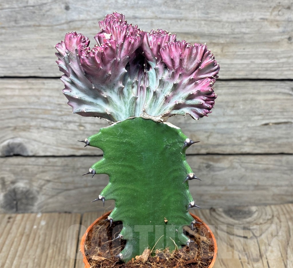 SHPR20402 Euphorbia lactea f. cristata, grafted – Bild 3