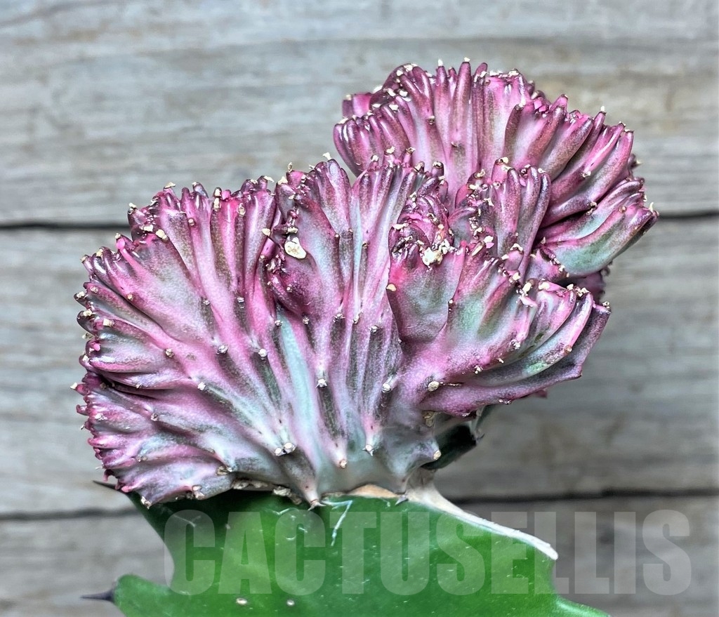 SHPR20402 Euphorbia lactea f. cristata, grafted