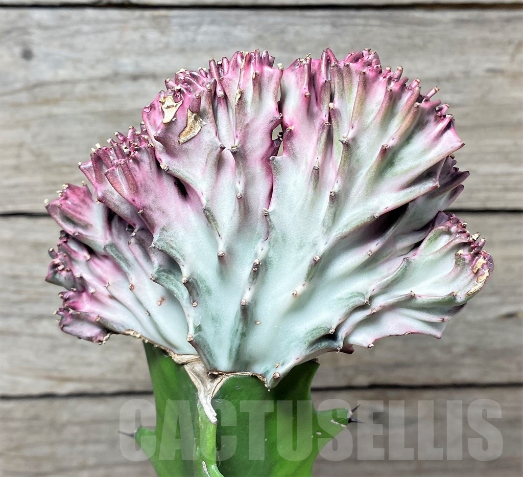 SHPR20403 Euphorbia lactea f. cristata, grafted - Image 3