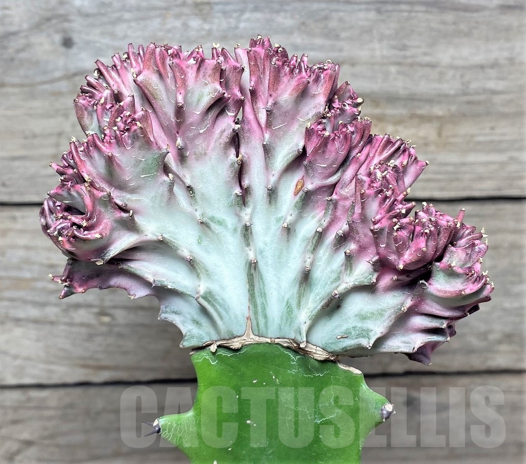 SHPR20403 Euphorbia lactea f. cristata, grafted - Image 2