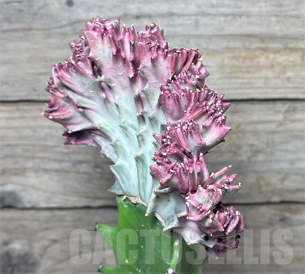 SHPR20403 Euphorbia lactea f. cristata, grafted