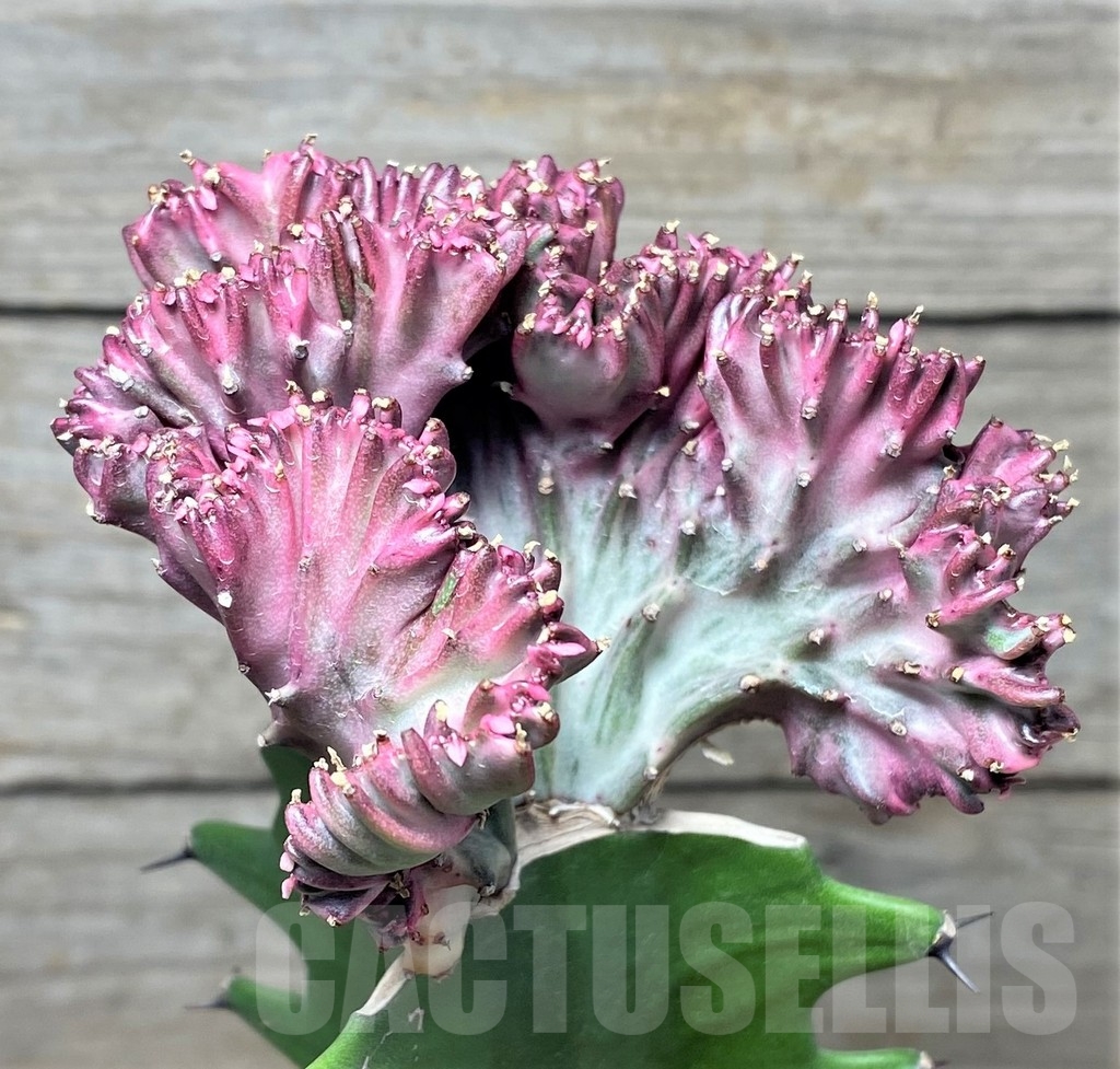 SHPR20404 Euphorbia lactea f. cristata, grafted