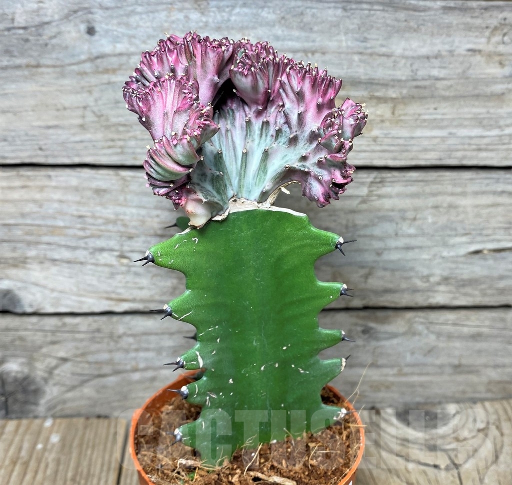 SHPR20404 Euphorbia lactea f. cristata, grafted - Image 2