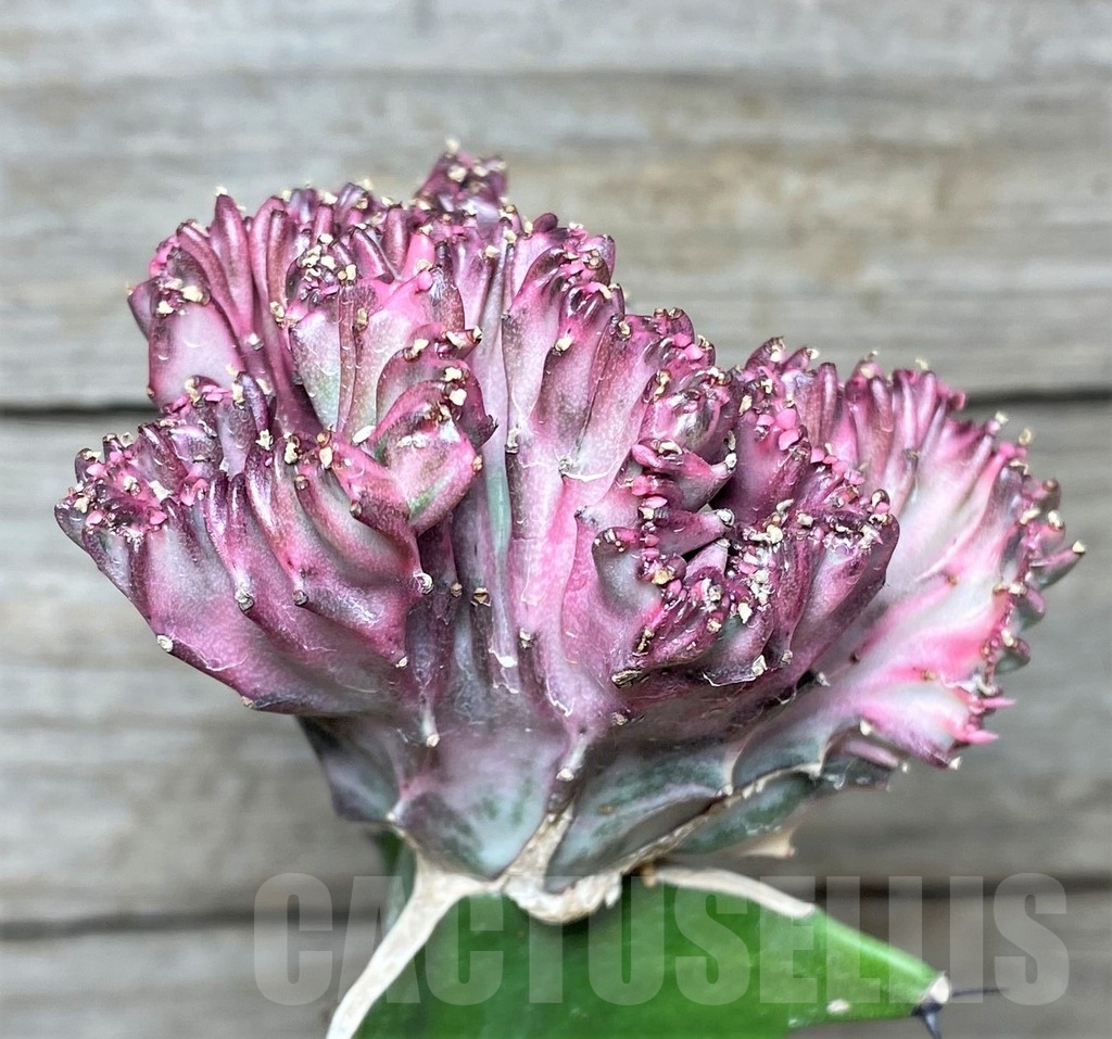 SHPR20404 Euphorbia lactea f. cristata, grafted - Image 3