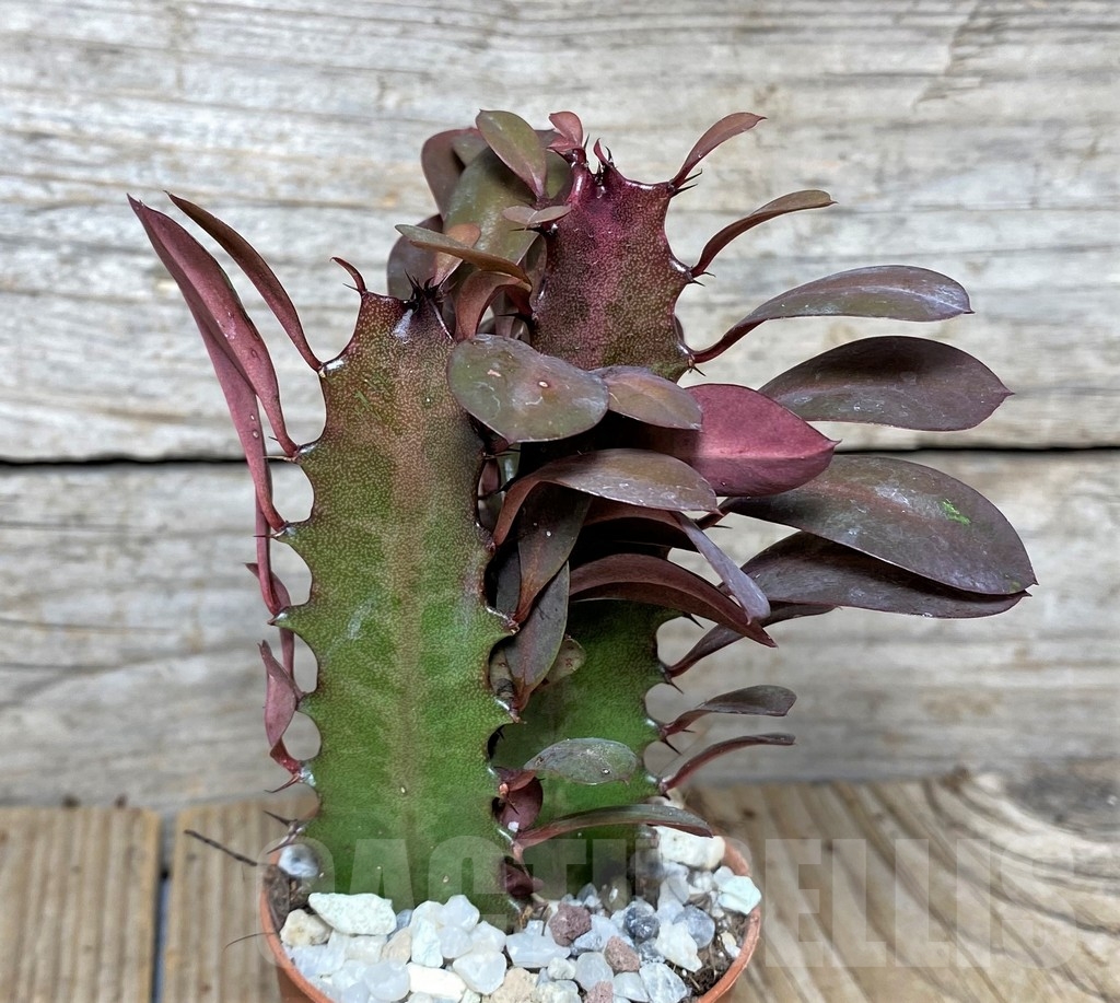 SHPR20405 Euphorbia trigona 'Rubra'