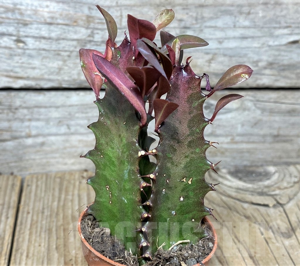 SHPR20405 Euphorbia trigona 'Rubra' - Image 3