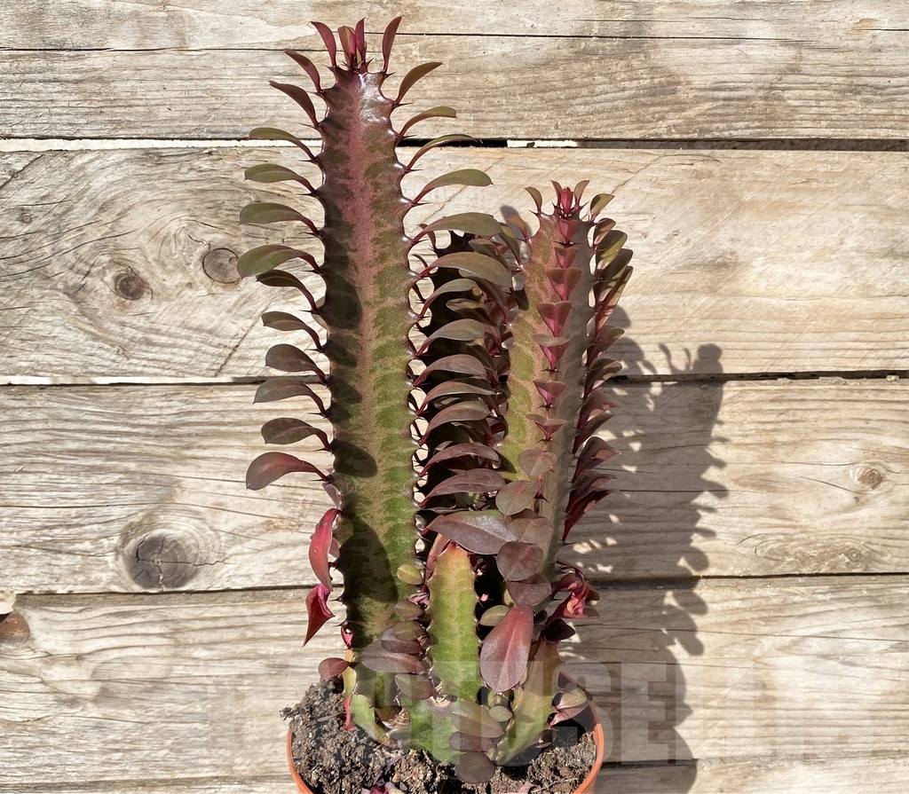 SHPR20406 Euphorbia trigona 'Rubra' - Image 2