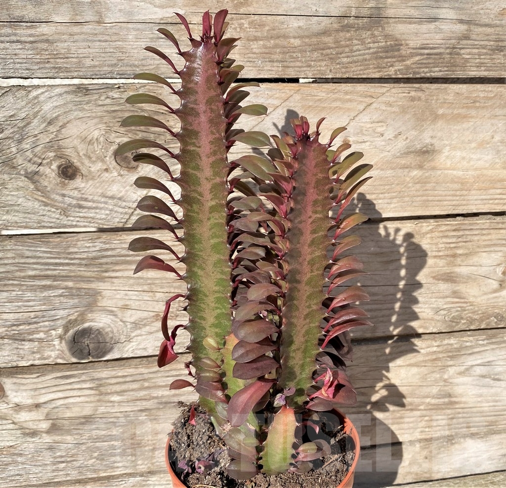 SHPR20406 Euphorbia trigona 'Rubra' - Image 3