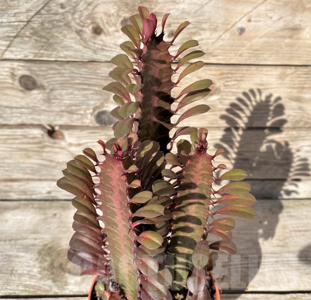 SHPR20406 Euphorbia trigona 'Rubra'