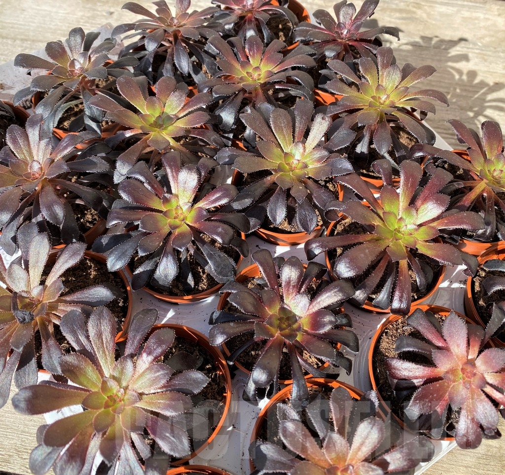 SHPR20407 Aeonium 'Schwarzkopf' - Image 3