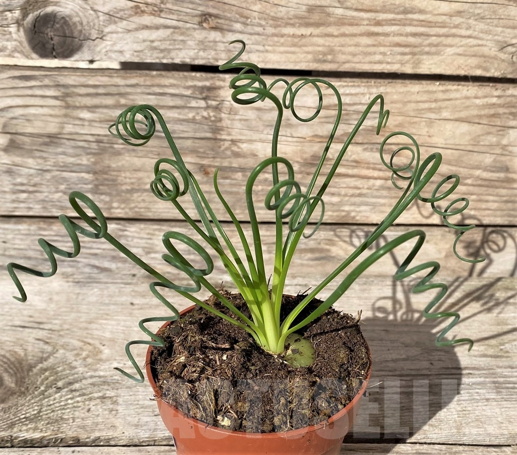 SHPR20408 Albuca spiralis - Image 2