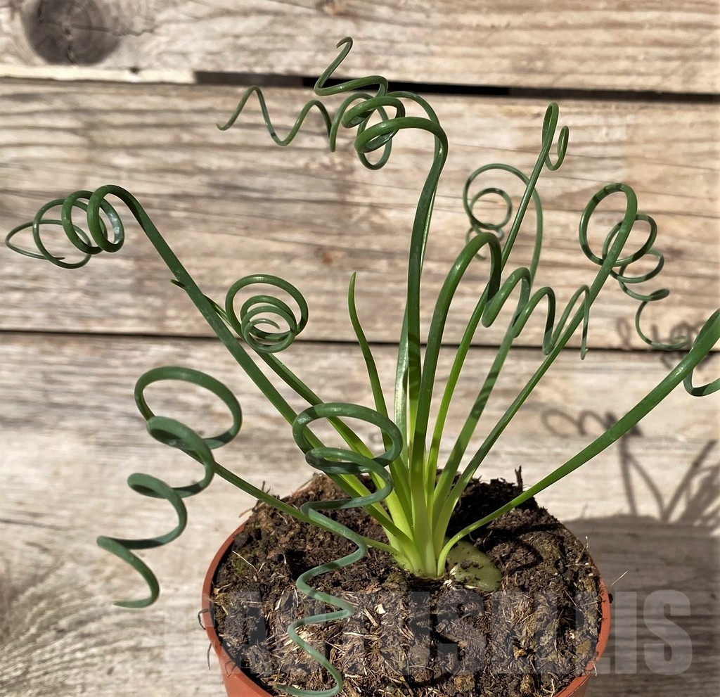 SHPR20408 Albuca spiralis