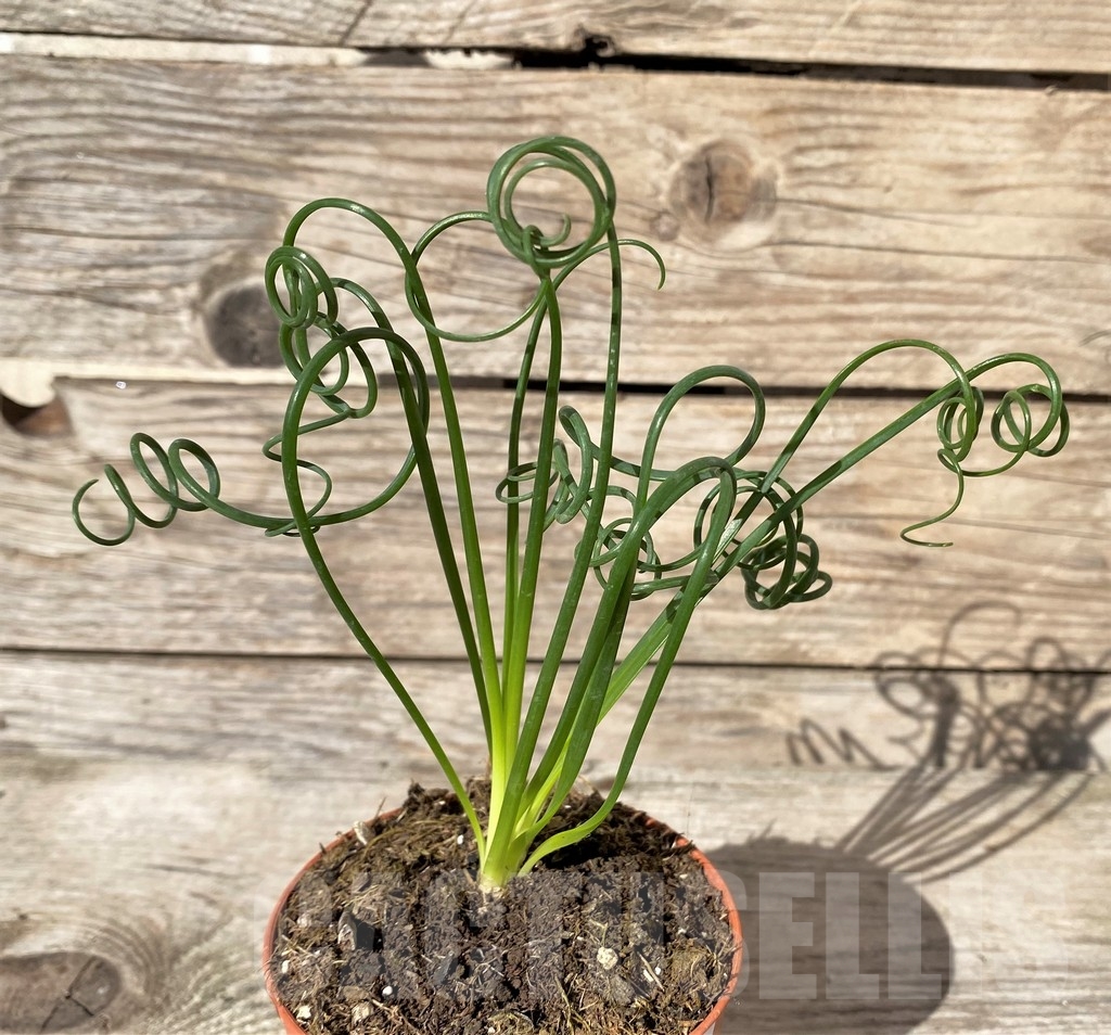 SHPR20408 Albuca spiralis - Image 3