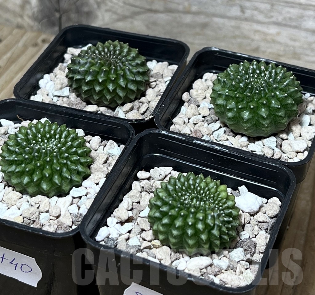 SET 40 Gymnocalycium mihanovichii ‘inermis’ f. cristata, 4 plants