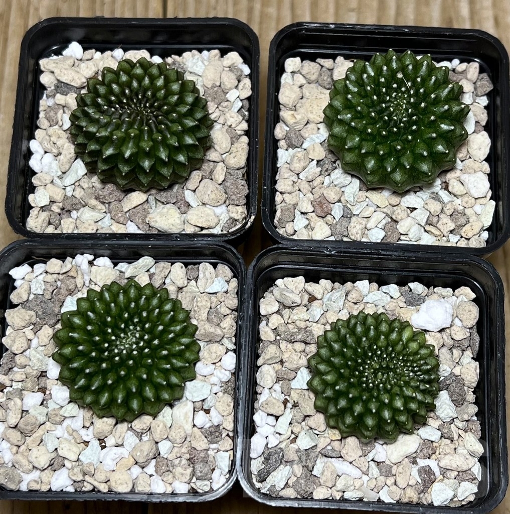 SET 40 Gymnocalycium mihanovichii ‘inermis’ f. cristata, 4 plants – Image 2