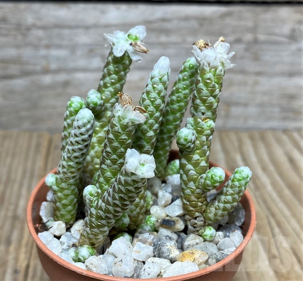 SHPR20469 Avonia albissima - Image 2