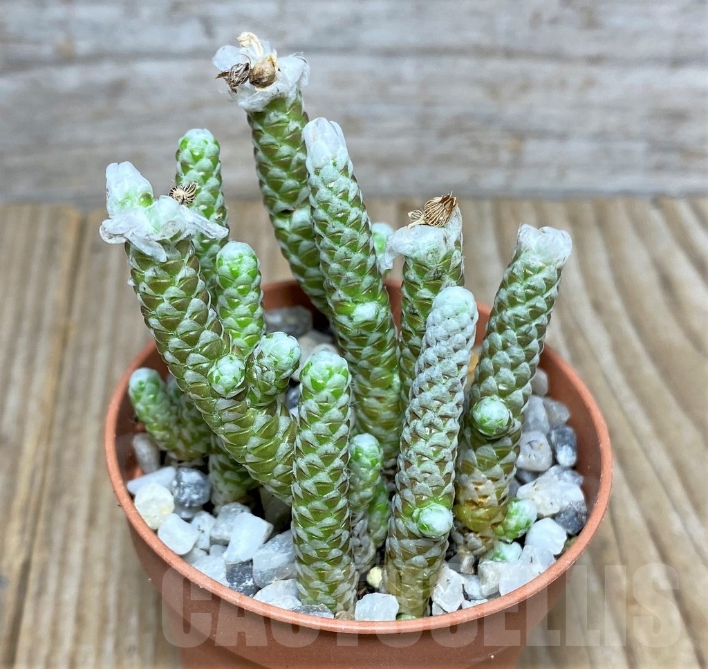 SHPR20469 Avonia albissima