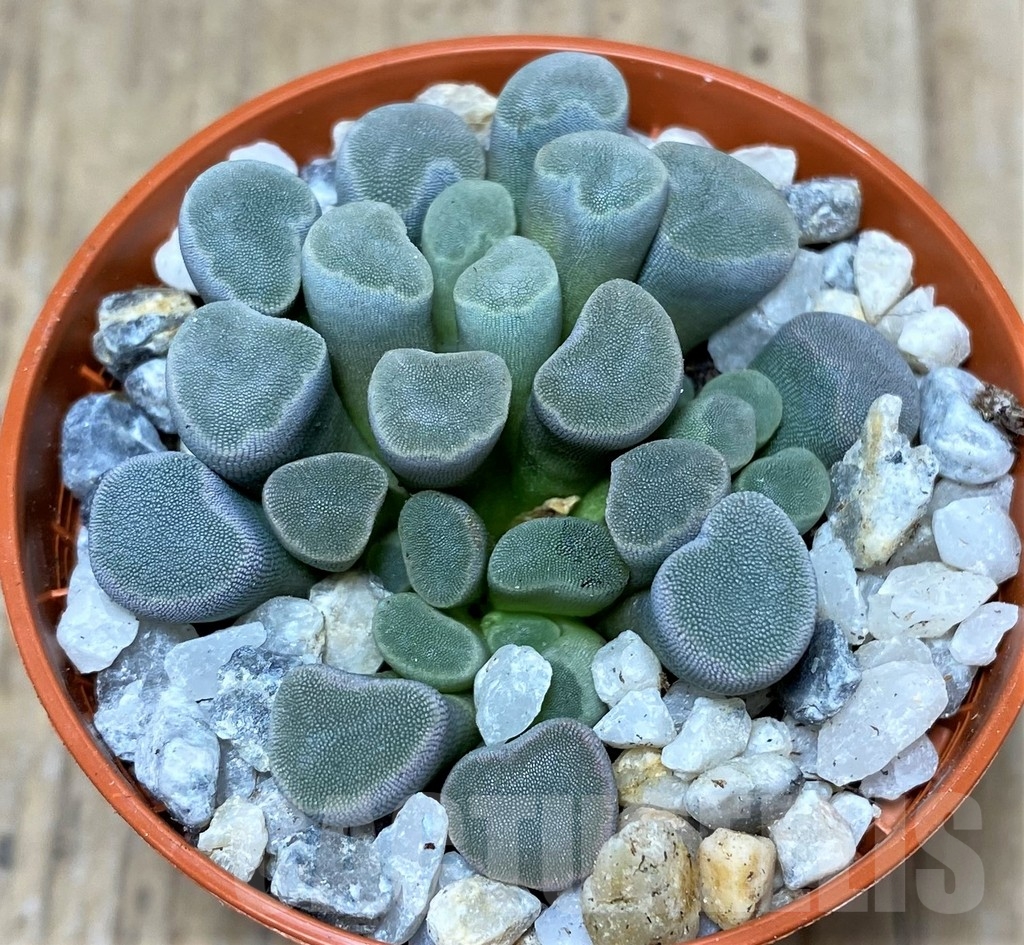 SHPR20473 Frithia pulchra - Image 2