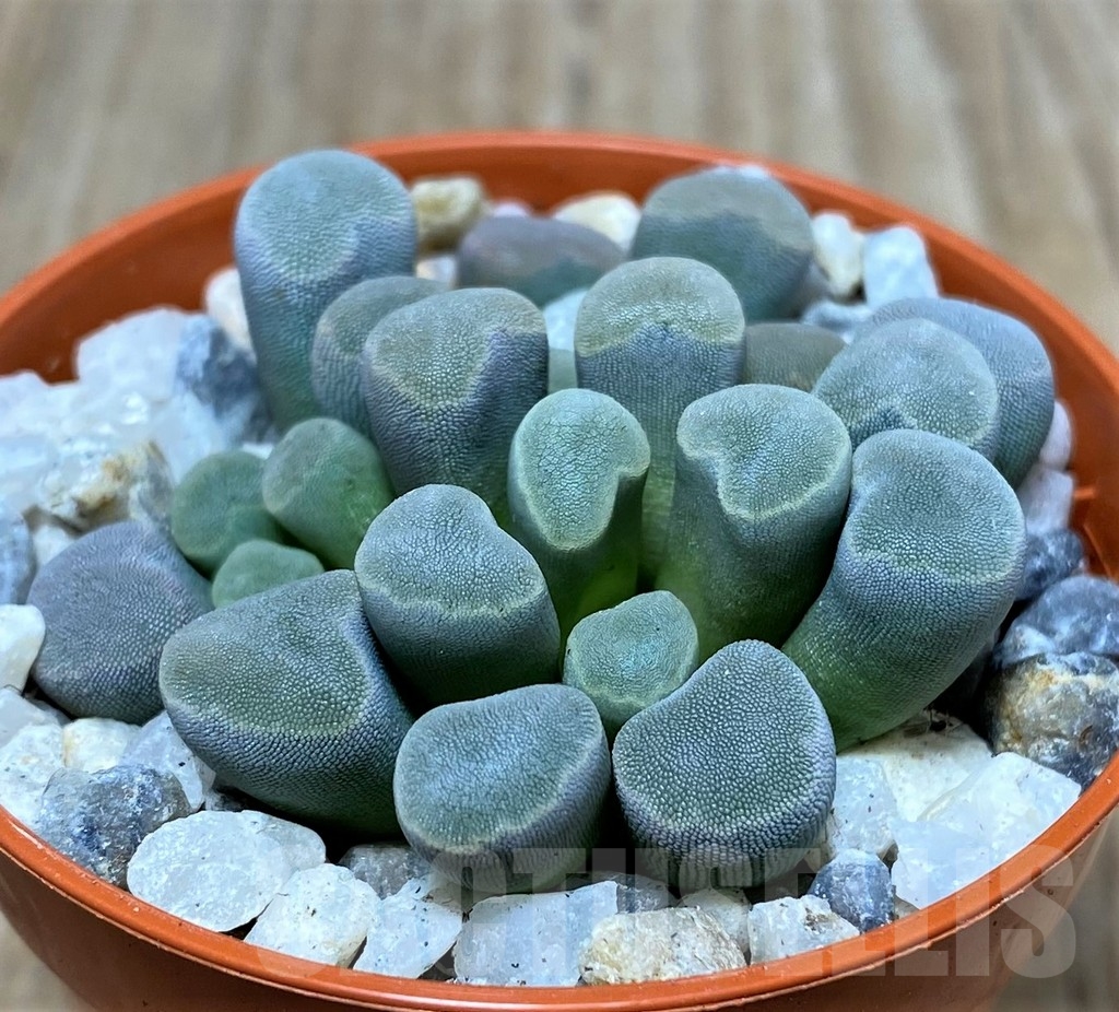 SHPR20473 Frithia pulchra - Image 3