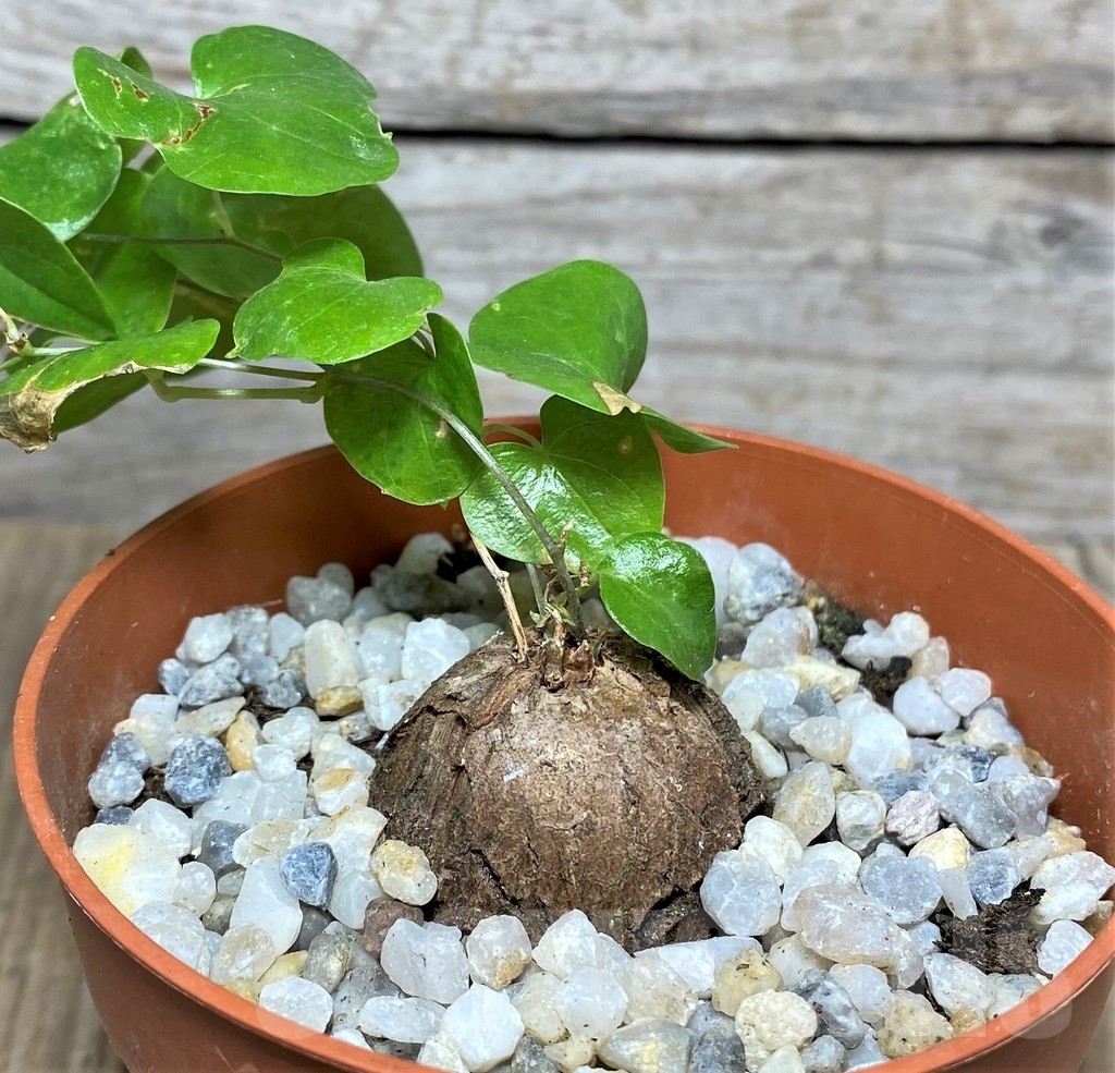 SHPR20474 Dioscorea elephantipes